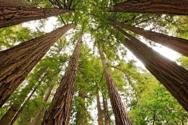 Day Trip to Muir Woods & Wine Country