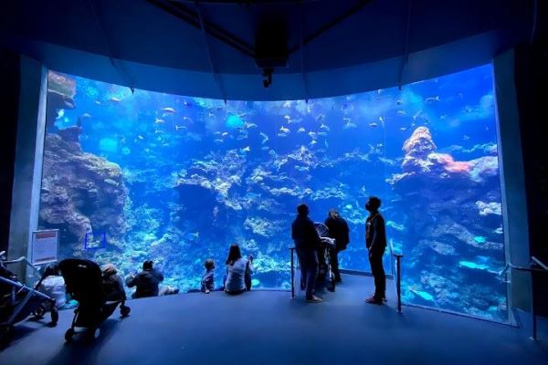 California Academy of Sciences