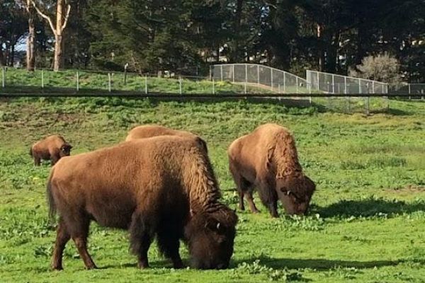 Bison Paddock